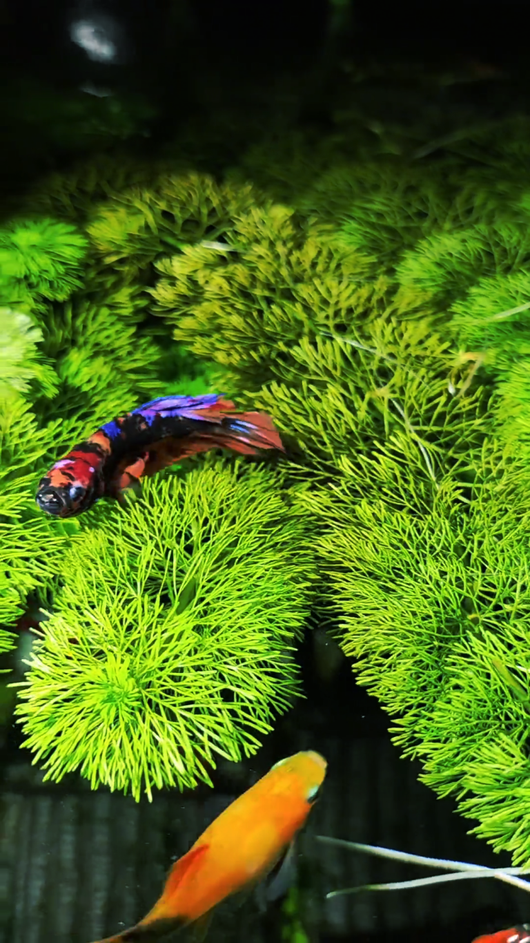 betta fish sleep and play on the grass