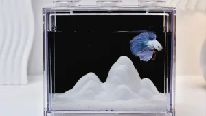 beautiful-betta-fish-in-a-tank-with-white-decor-mountain