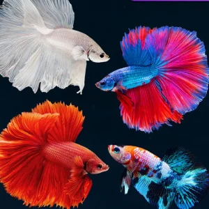 betta fish 4 types
