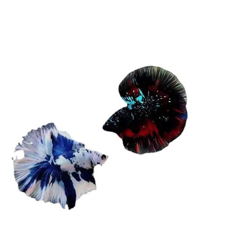 betta fish with beautiful color - tank mates for betta
