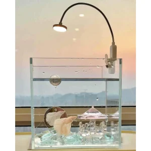 don't over feed your fish - betta fish in a tank
