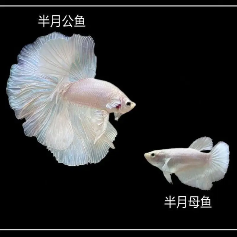 male and female betta fish visual difference