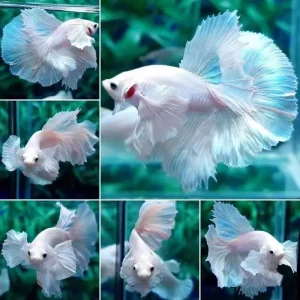 pink color betta fish - BETTA FISH TANK PREPARATION