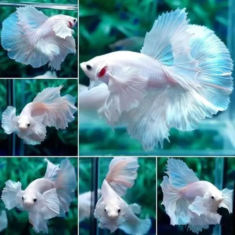 pink color betta fish - BETTA FISH TANK PREPARATION