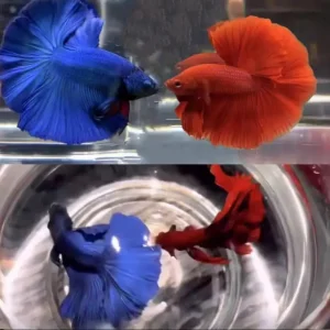 red and blue betta fish are going to fight if not separate in glass tanks